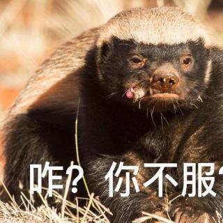 分享到qzone分享到豆瓣分享到人人网介绍:动物园里的小霸王蜜獾平头哥