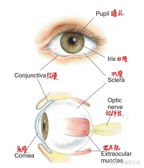 图四:简化的人眼结构图瞳孔(pupil):控制进入视网膜的光线的多少,由于