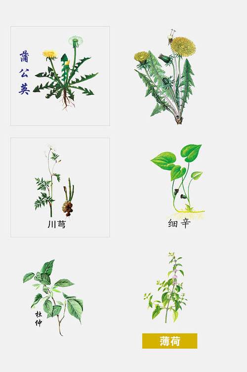 植物药材手绘草本植物免扣素材