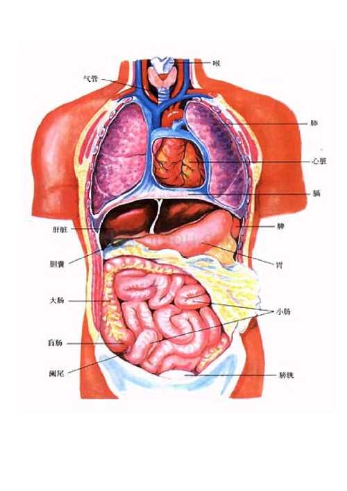 人体内脏器官解剖图2012制定