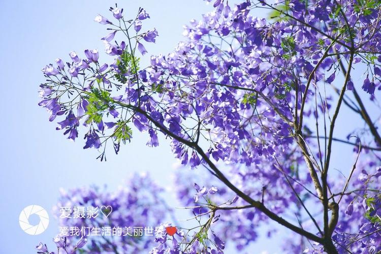四月芳菲紫花楹