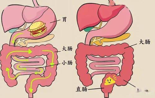 没有办法促进肠胃蠕动,食物在人体肠道当中,形成大便需要一定的时间
