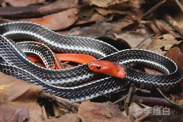 漂亮又稀有的红头环蛇毒性居然这么强最喜欢吃其他蛇类了