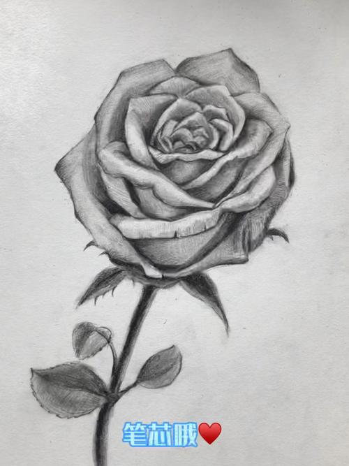 素描玫瑰花的画法