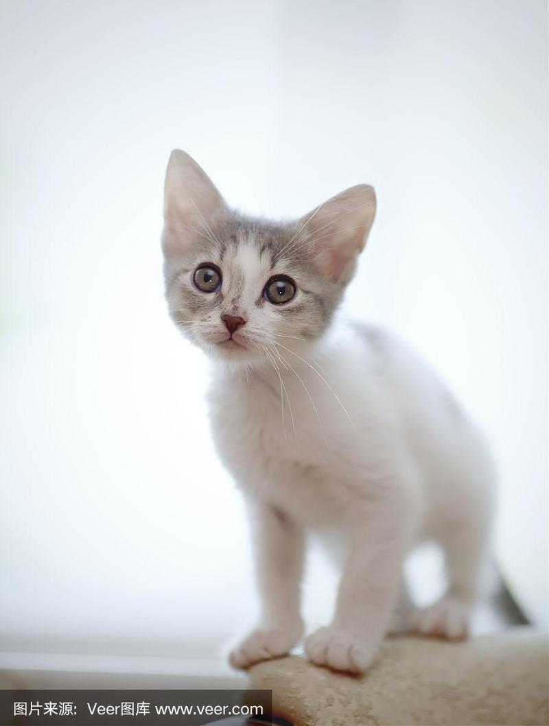 小猫,小的,斑点,彩色图片,白色