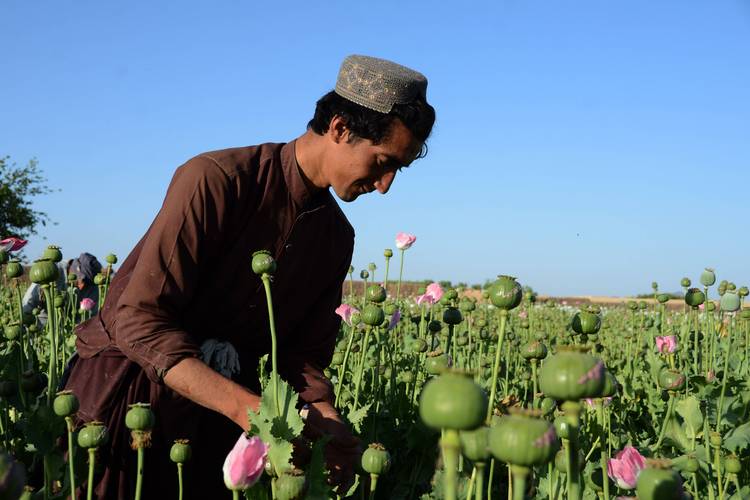 阿富汗宣布禁止罂粟种植_比亚迪宣布停止燃油汽车整车生产_新华社_阿