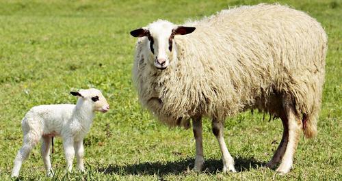 lamb,sheep,animal,cute,sweet,animal world,animal child
