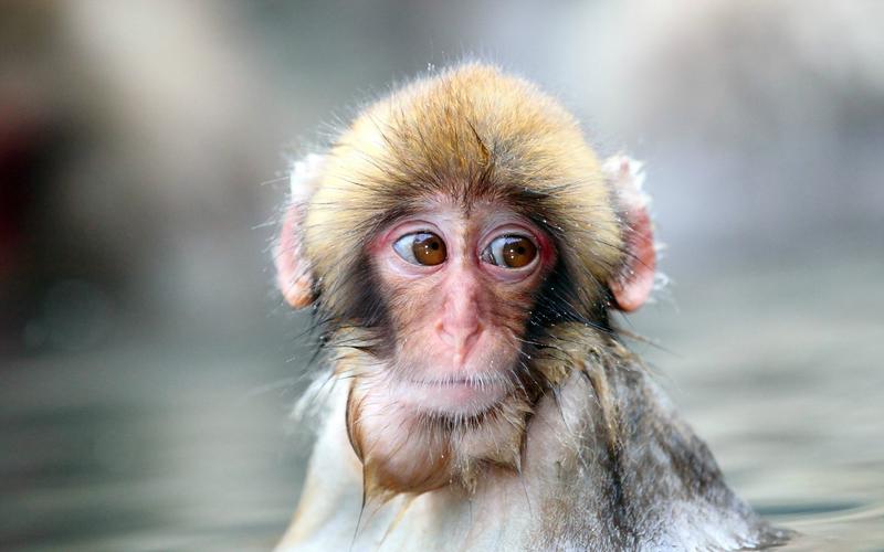 可爱动物小猴子高清桌面壁纸图片下载
