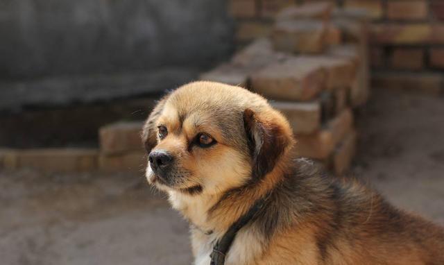 中华田园犬,是中国本土的优良犬种之一,肩高 约40-55厘米,体重约 20