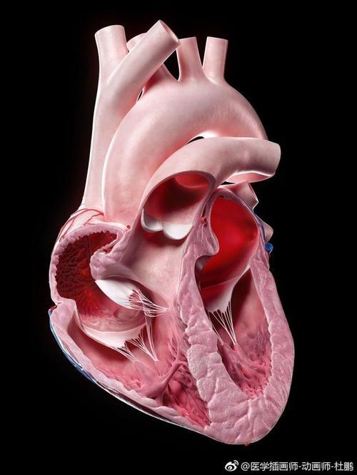 sciepro 公司 3d建模和渲染的人体心脏截面3d模型.