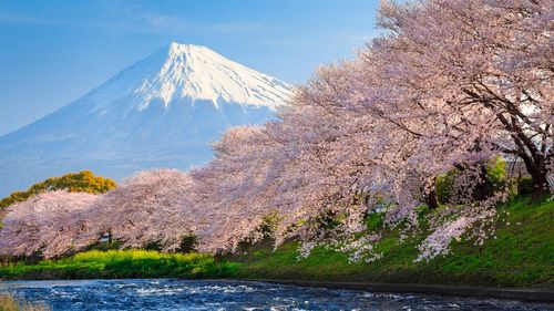 富士樱河日本旅游-自然高清写真壁纸