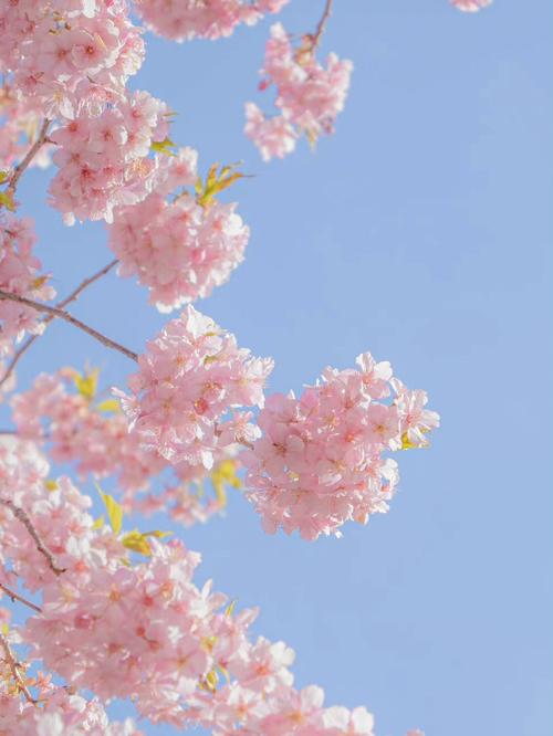 樱花壁纸  #壁纸  敲好看的樱花壁纸,打开手机就是花开的喜悦,纯