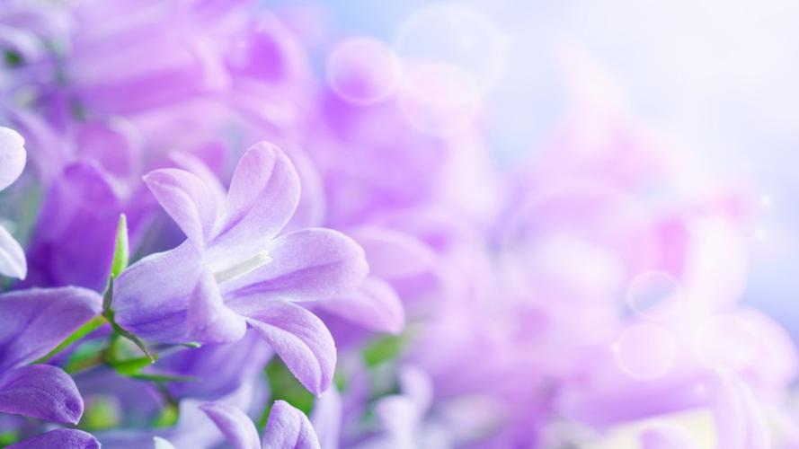 春日唯美紫色小花高清壁纸