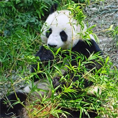 大熊猫的图片可爱图片真实 超呆萌的大熊猫高清头像大全_动物头像_美