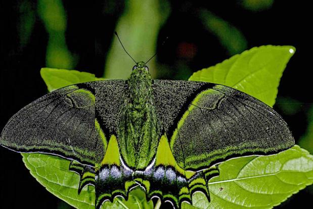 科普组图野生动物丨会飞的花朵中国珍稀蝴蝶