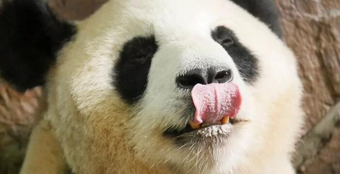 大熊猫的舌头有刺吗