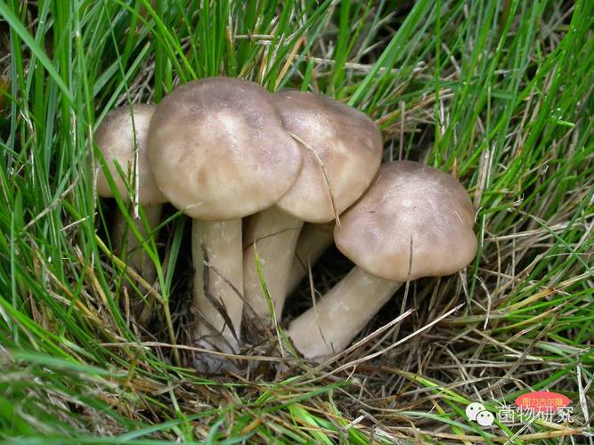 多彩的蘑菇世界(三):东北常见野生食用菌
