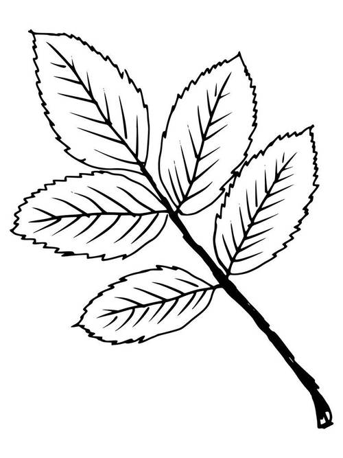 秋叶,素描,卡通,插画,叶子各种植物叶子简笔画手绘彩色叶子练习画画第