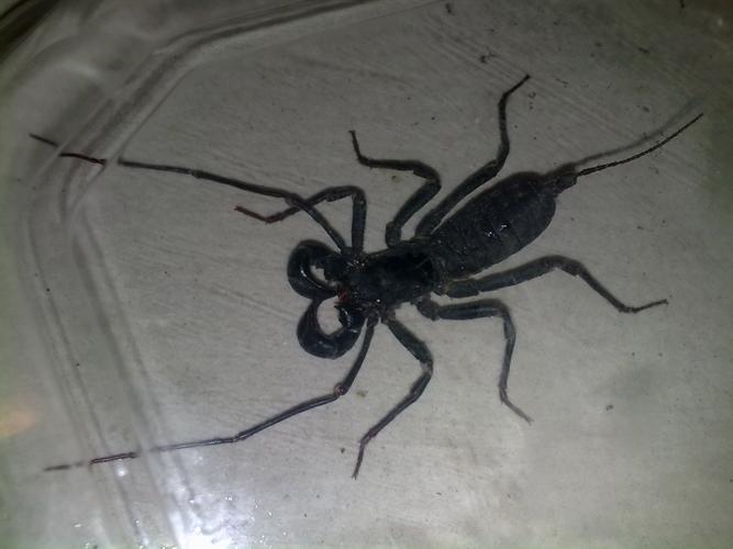  p>鞭尾蝎(whip scorpion)为演化於三亿年前的小型掠食者,今日尚存.