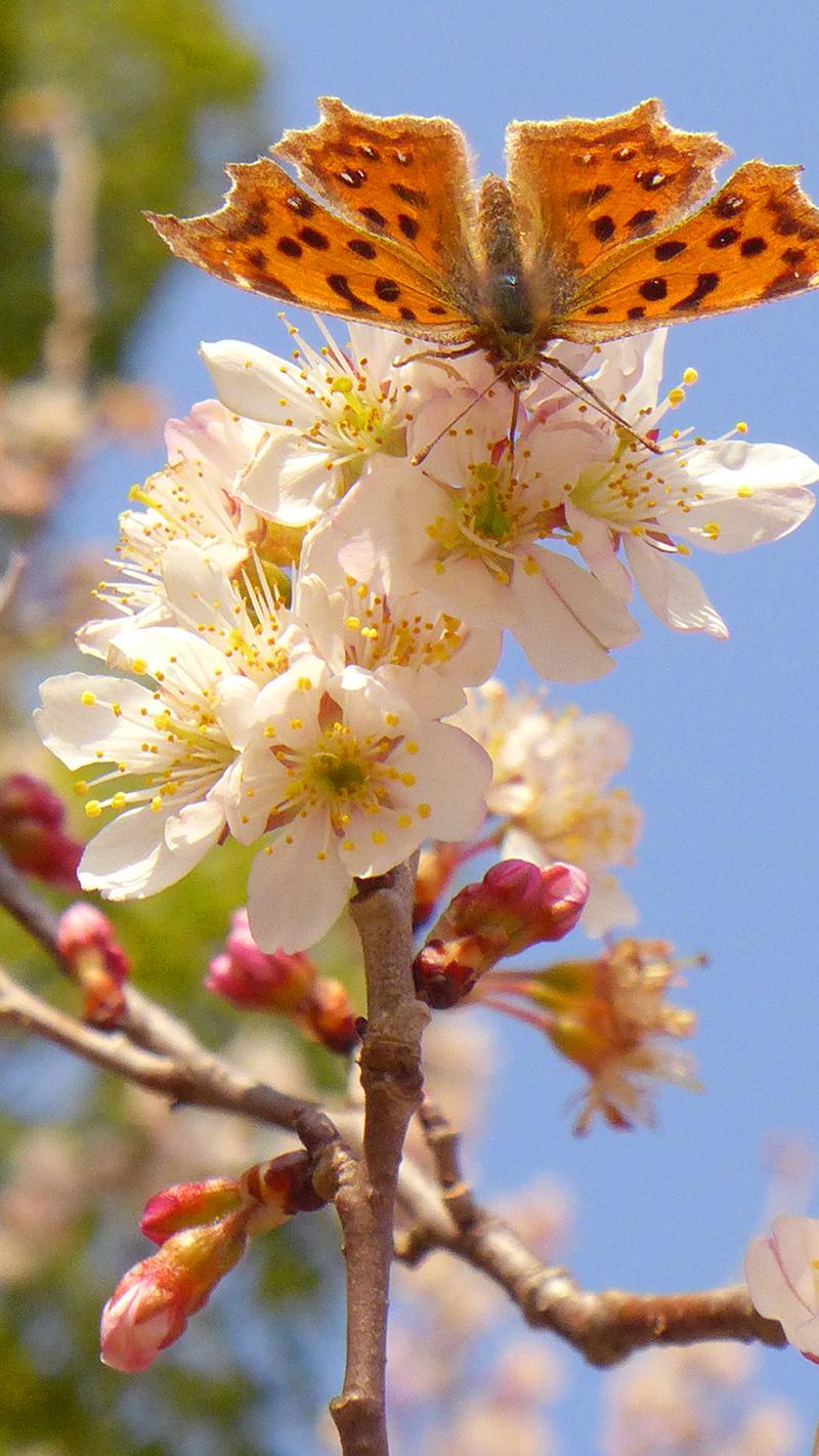 2023年3月3日,苏州天气晴好,环城河畔早樱花悄然绽放,彩蝶在花间觅食.