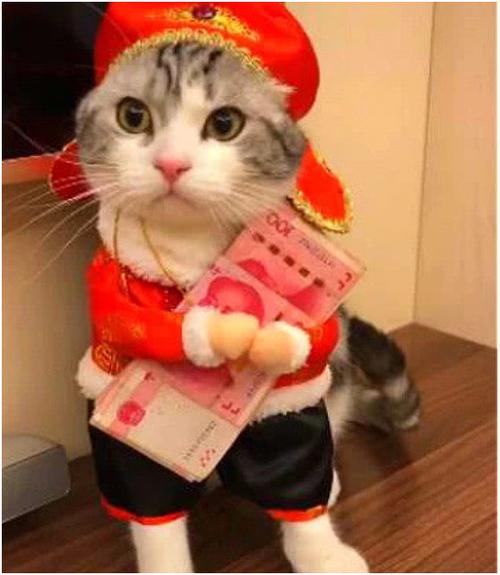 原创主人给家里的猫咪发压岁钱,猫咪表情笑翻主人,网友:招财猫!