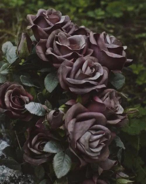 十大冥界之花其十黑玫瑰