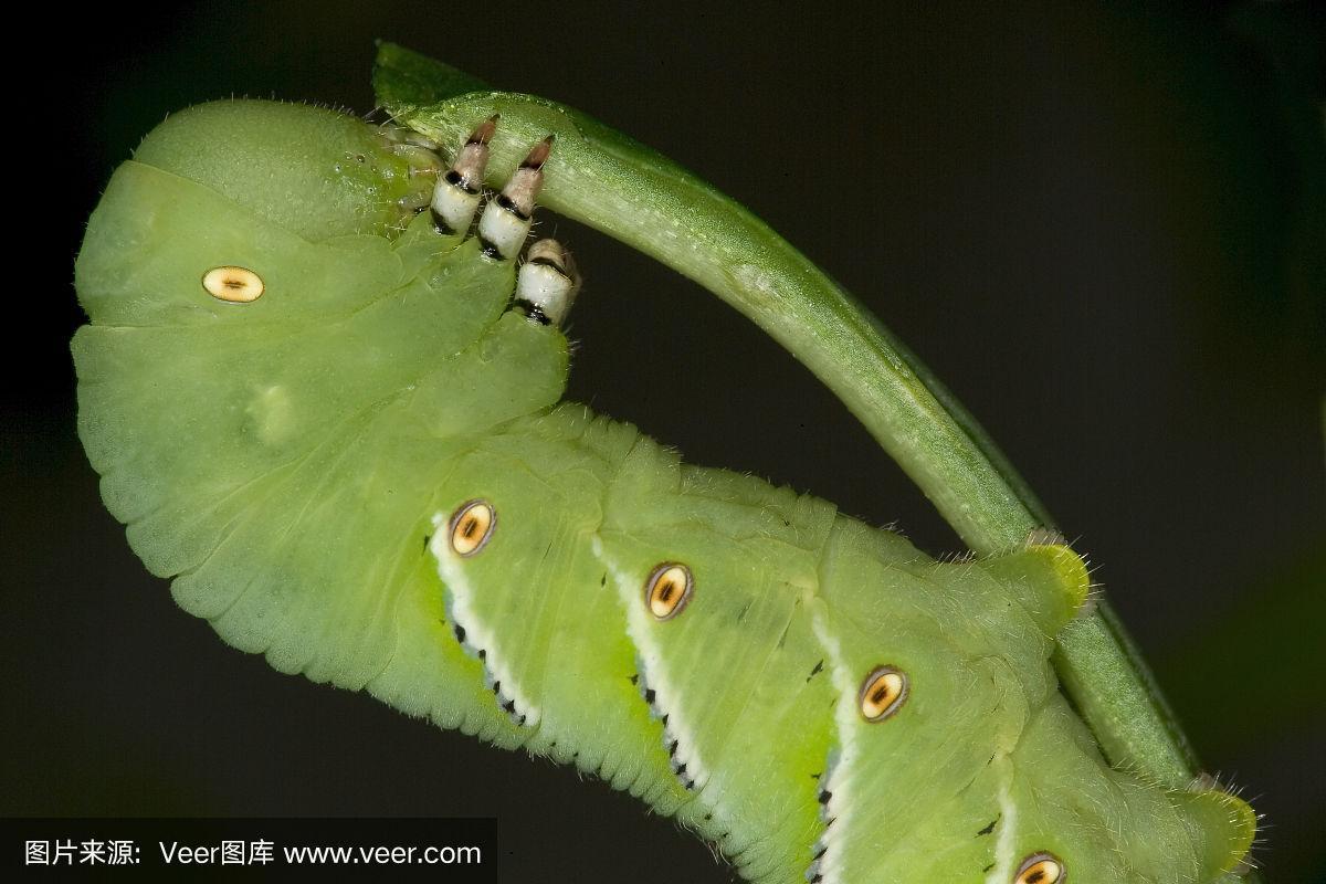大型绿色天蛾的幼虫