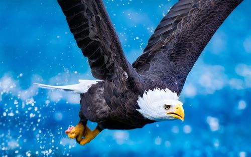 捕食者,鹰飞行,翅膀,蓝天 壁纸 - 1440x900