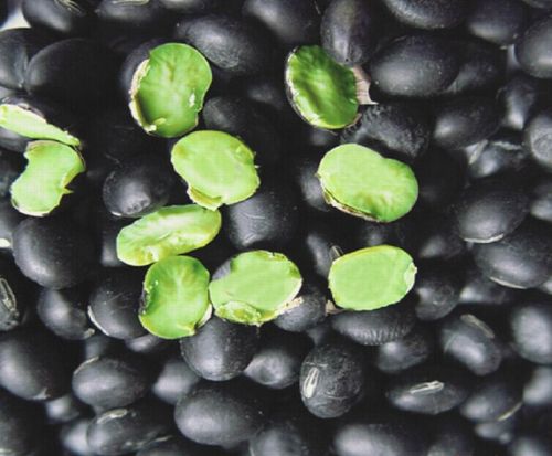 广西巴马特产 五谷杂粮 天然绿色 农家自产黑豆 黑青豆500g