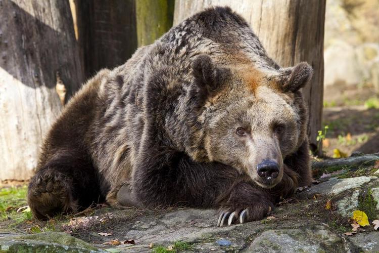 棕色的熊,在德国柏林动物园一头棕色的熊.