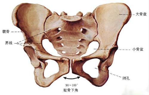 骨盆歪斜怎么矫正及女性骨盆的组成解剖