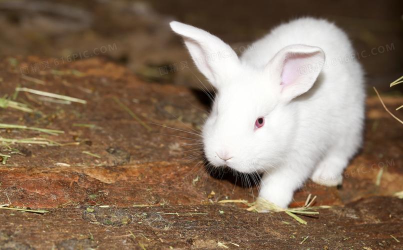 通体白色的红眼睛兔子摄影高清图片