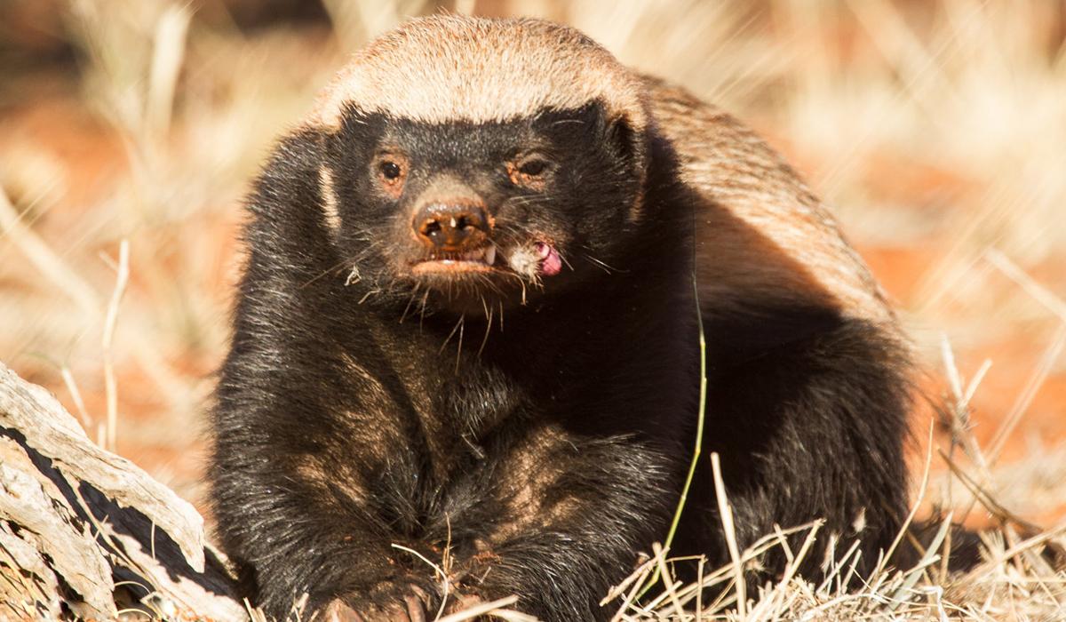 平头哥蜜獾拥有众多天敌,但却没有一种可以对它们造成严重危害