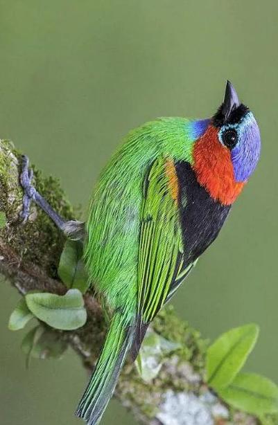 漂亮鸟类-红颈唐加拉雀
