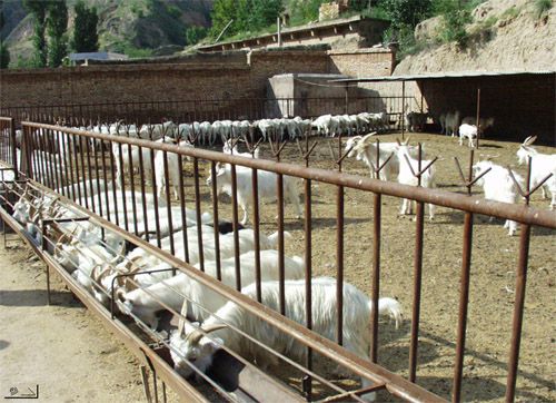 西部行 大地之本 黄土高原研究    在围栏中饲养山羊可有效地节约饲草