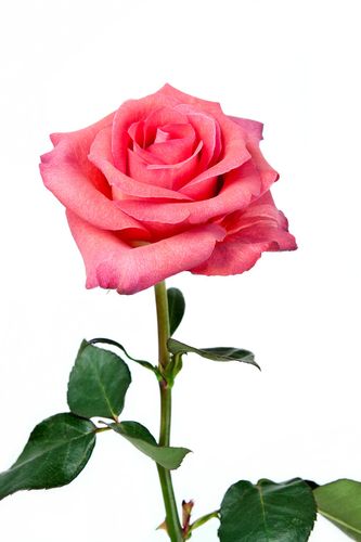 粉红玫瑰,粉色,玫瑰,花束,隔绝,白色背景,背景