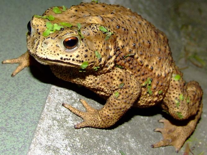 浙江桐庐发现天目臭蛙,全球2个分布点都在我国!