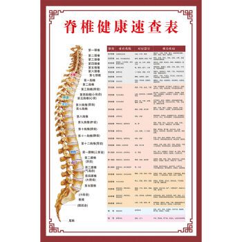 人体内脏结构图全身器官分布穴位图人体骨骼图 z189b-脊椎健康速查表
