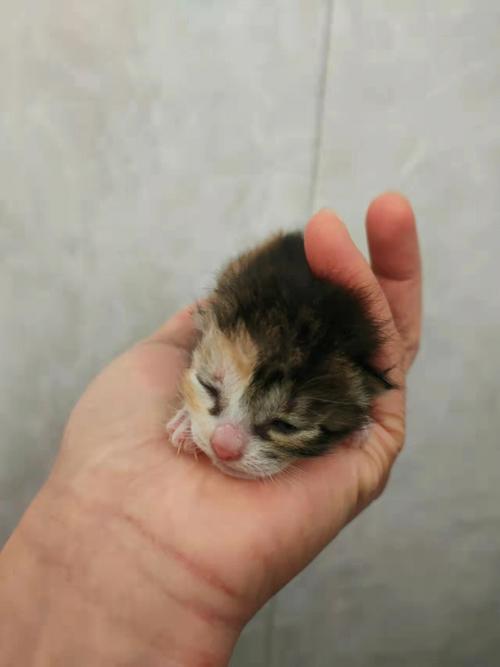 3月26日 北京刚出生的迷你小猫猫预定领养