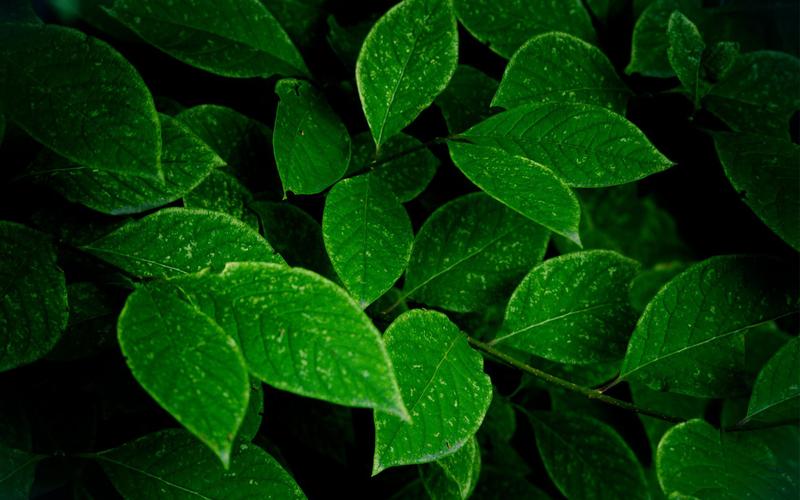 绿色植物养眼高清护眼桌面壁纸