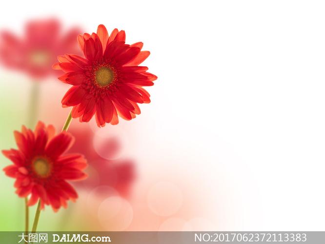 红色雏菊花朵光斑效果摄影高清图片_大图网图片素材