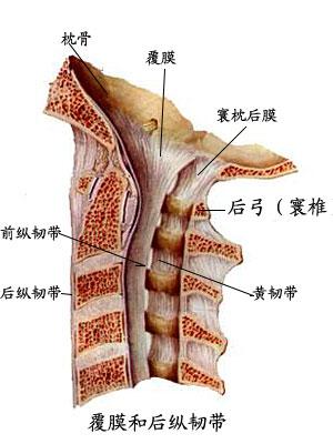 覆膜和后纵韧带解剖图