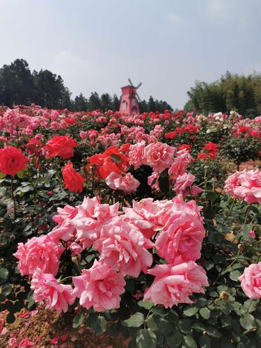 南京溧水玫瑰花园