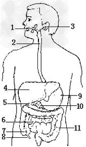 如图所示为人体消化系统示意图.