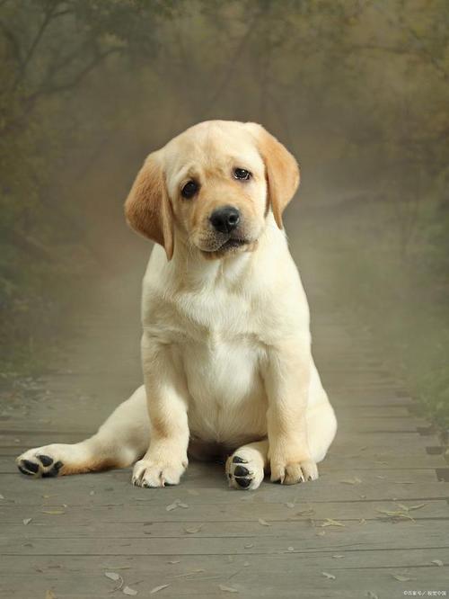 拉布拉多犬作为一种受欢迎的宠物犬品种,以其友善,聪明和忠诚的性格而