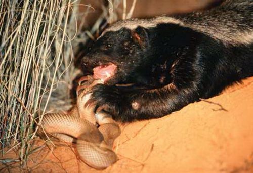 蜜獾是世界上最无所畏惧的动物,在我国也叫平头哥.