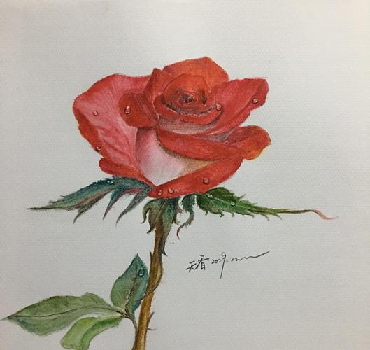 教你用水彩绘画写实玫瑰,步骤详细,简单易学,非常适合初学者|花径