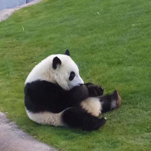 软乎乎的国宝熊猫超可爱微信头像,动物头像图片-回车桌面