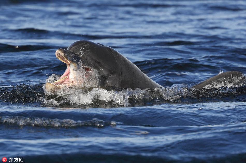 温顺海豚也有这一面:捕食三文鱼大口吞咽