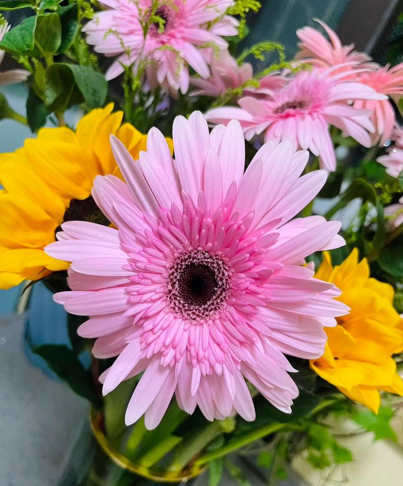 粉色太阳菊太美太美啦,像18岁的少女呀.#好看的花一定要分享 - 抖音